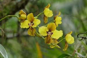 Orchidee Ecuador