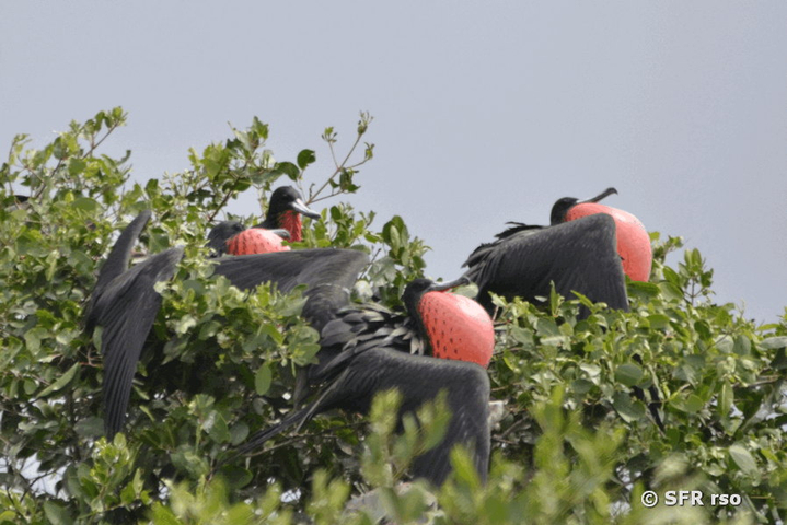 Fregattvögel Männchen Mangroven in Ecuador