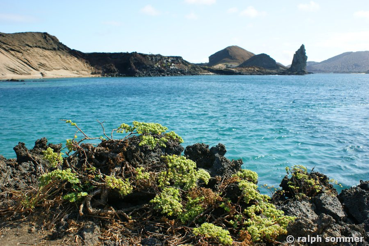 Salzbusch Insel Rabida Galapagos