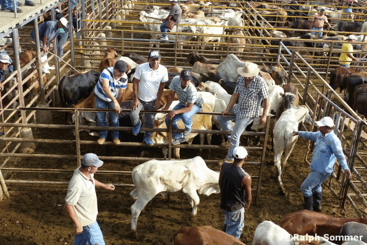 Viehmarkt bei Santo Domingo, Ecuador