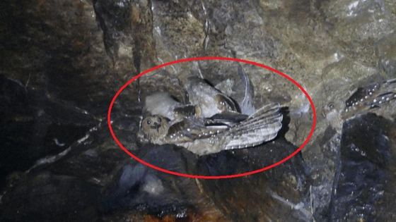 Fettschwalm mit Küken Tayos Höhle