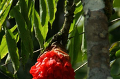 Brownea Blüte Cruz Caspi in Ecuador