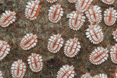 Ca 3 mm grosse Laeuse Mindo Ecuador