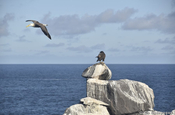 Albatros und Bussard auf Española, Galapagos