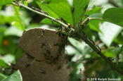 Ameisen in Ecuador