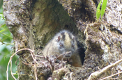 Baumpossum in Ecuador