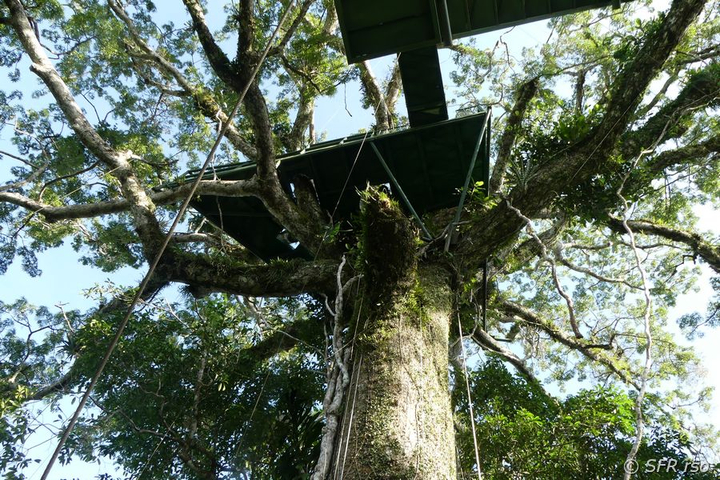 Beobachtungsplattform auf Kapokbaum im Nationalpark Yasuni in Ecuador