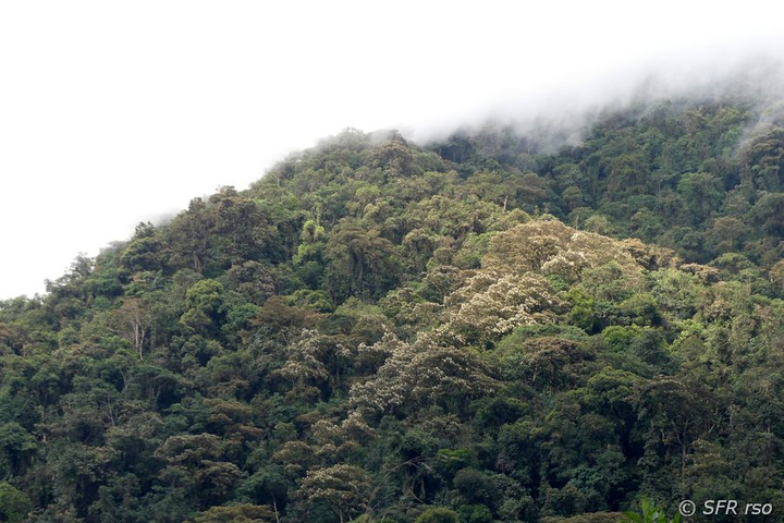 Bergnebelwald im Reservat Yanacocha in Ecuador