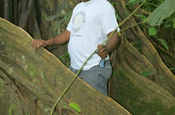 Brettwurzel Baum im Reservat La Perla in Ecuador
