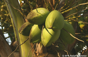 Ausgereifte Kokosnüsse in Ecuador