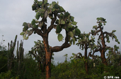 Opuntienkaktus Kaktusfeige Opuntia echios Santa Cruz Galapagos