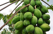 Papaya ungeerntet in Ecuador