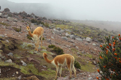 Vicuñas und Chuquiragua-Strauch auf dem Chimborazo in Ecuador