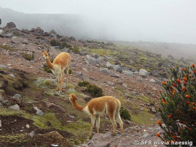 Vicuñas und Chuquiragua-Strauch auf dem Chimborazo in Ecuador
