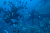 Fischschwarm mit Taucher vor den Galápagos Inseln