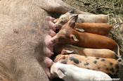 Schweinefamilie in Ecuador
