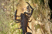 Skorpion Baumstamm in Ecuador