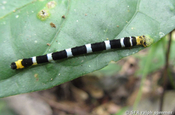 Spanner Raupe Lepidoptera in Ecuador