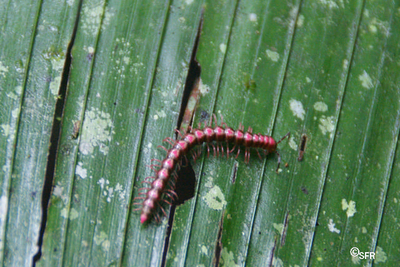 Tausendfuessler Myriapoda rot in Ecuador