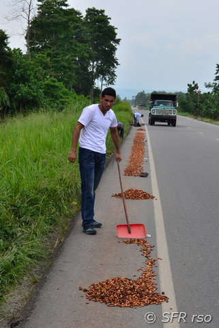 Kakao am Strassenrand in Ecuador