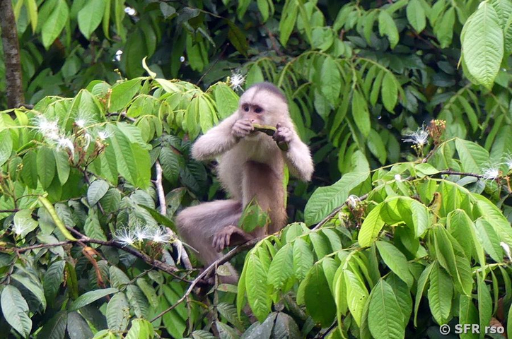 Kapuzineraffe fressend Napo Wildlife Center Ecuador
