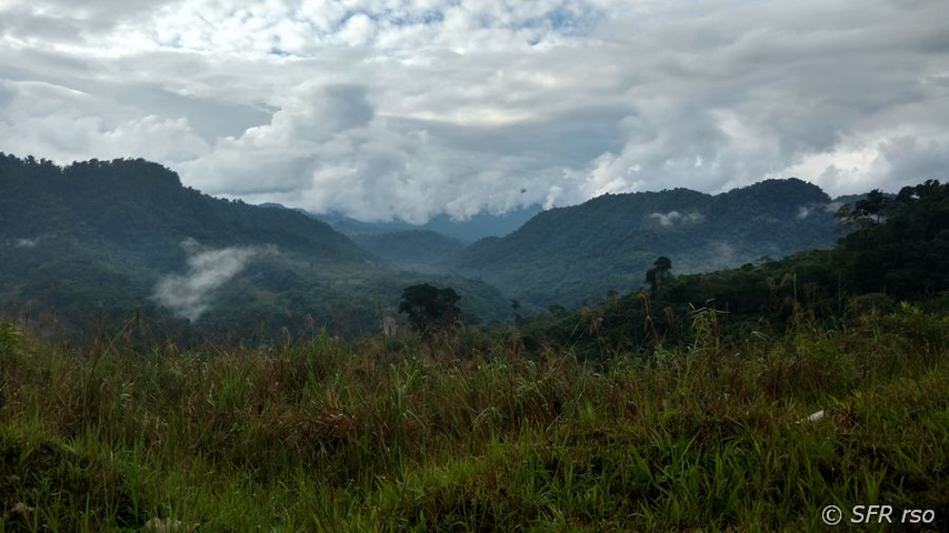 Sumaco Umgebung im Nationalpark Sumaco in Ecuador