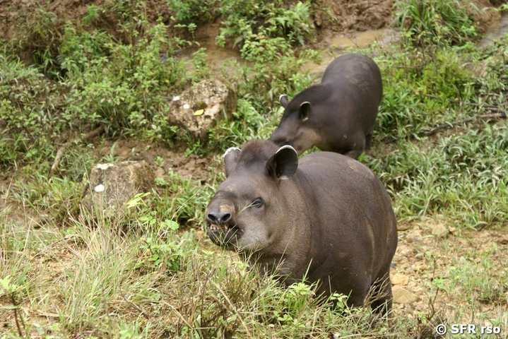 Tapire bruenstig mit Weibchen in Ecuador