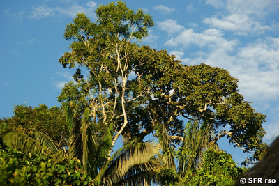 Urwaldbaum undefiniert in Ecuador