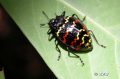 Zigzag Fungus beetle in Ecuador