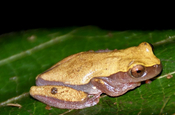 Afrixalus equatoralis Frosch in Ecuador