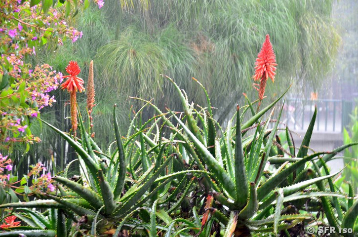 Aloe Vera in Ecuador