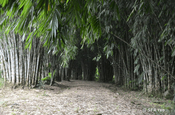 Bambushain Rio Palenque in Ecuador