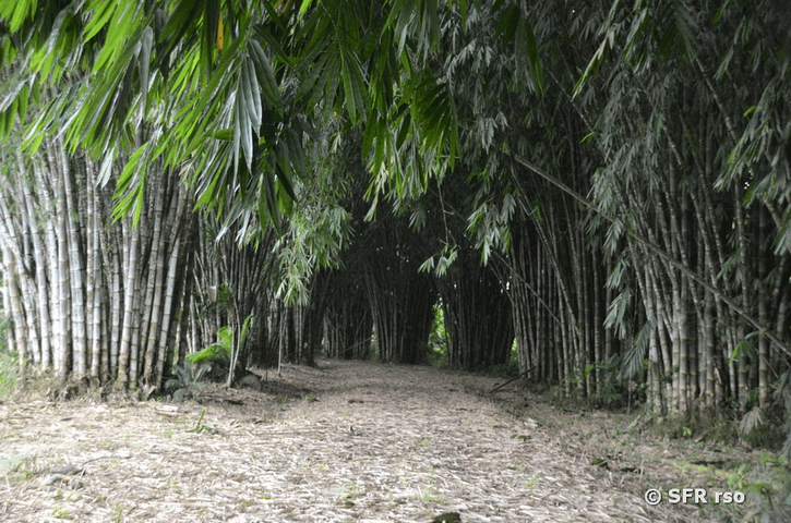 Bambushain Rio Palenque in Ecuador