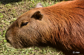 Capybara Kopf in Ecuador