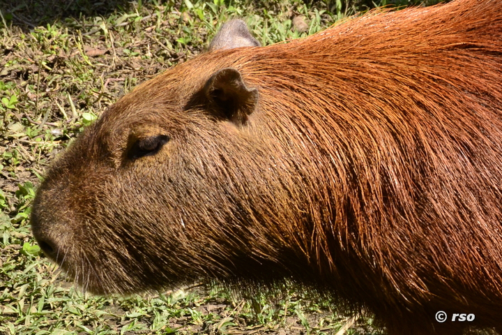 Capybara Kopf in Ecuador