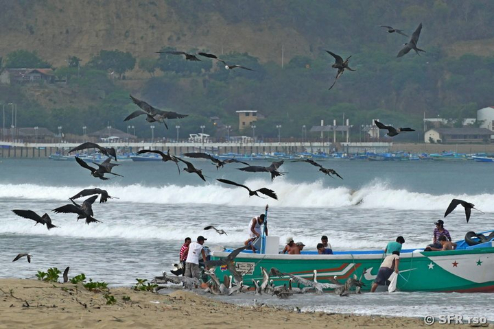 Fischerboot mit Fregattvögel, Ecuador