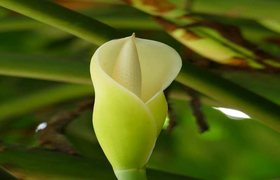 Kalla Pflanzenblüte Ecuador