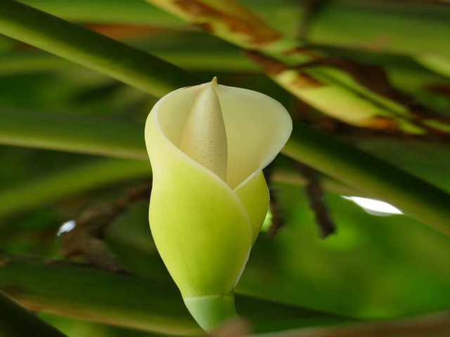 Kalla Pflanzenblüte Ecuador