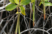 Rote Mangrove Keimlinge San Cristobal Galapagos