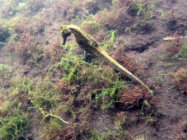 Seepferdchen bei Los Tuneles, Galapagos
