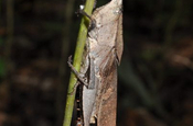 Langosta Romaleidae in Ecuador