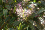 Miconia Robinsoniana Melastomataceae Blüte Galapagos