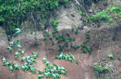 Papageienlecke im Nationalpark Yasuni in Ecuador