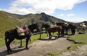 Pferde beim Vulkan Pichincha Ecuador