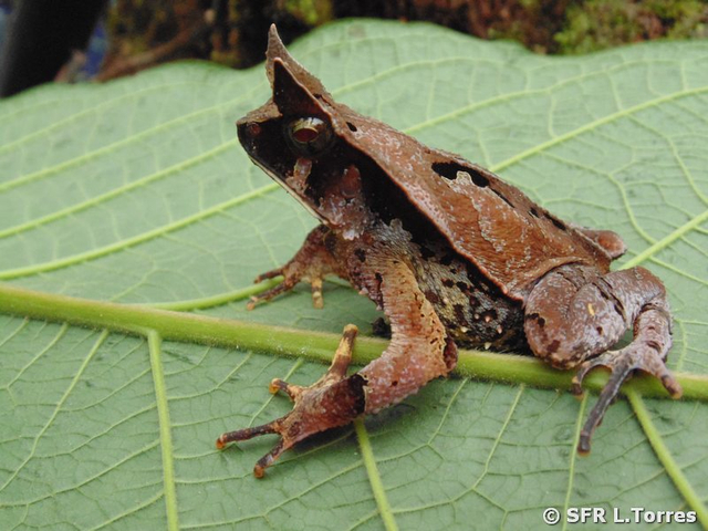 Eyelashed forest toad in Ecuador