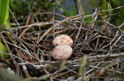 Hoatzin Nest mit Eiern in Ecuador
