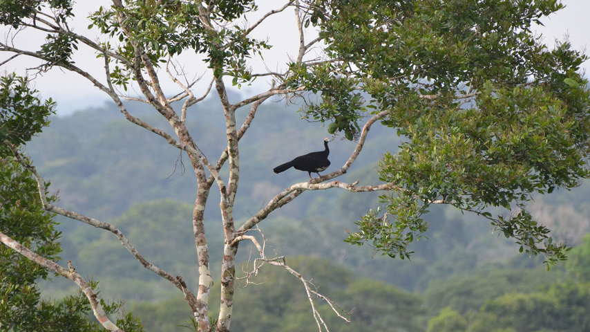 Individualreise Ecuador Vogelbeobachtung