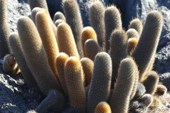 Lava Kaktus Brachycereus nesioticus Insel Bartolome Galapagos