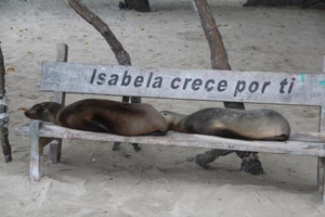 Seelöwen auf Galápagos