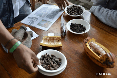 Ecuadorianischer Kakao